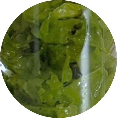 Algue verte_1